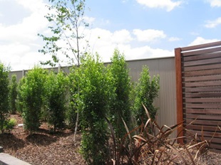 Fencing made from COLORBOND® steel
